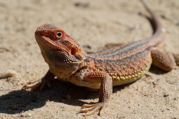 Bearded dragon on ground with blur background