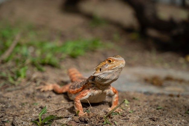 Photo bearded dragon on ground with blur background