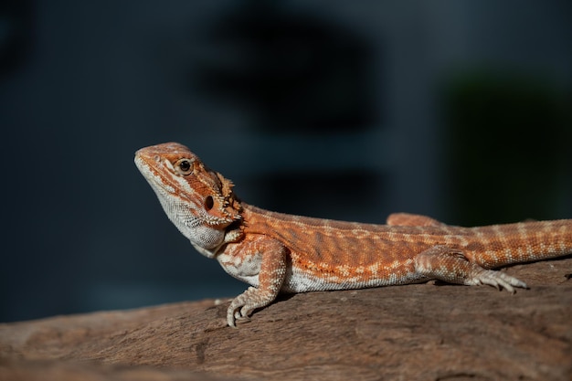 背景がぼやけている地面にひげを生やしたドラゴン