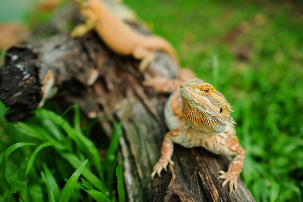 背景がぼやけている地面にひげを生やしたドラゴン