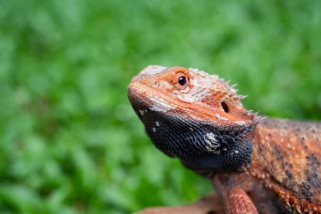 Bearded dragon on ground with blur backgroundxA