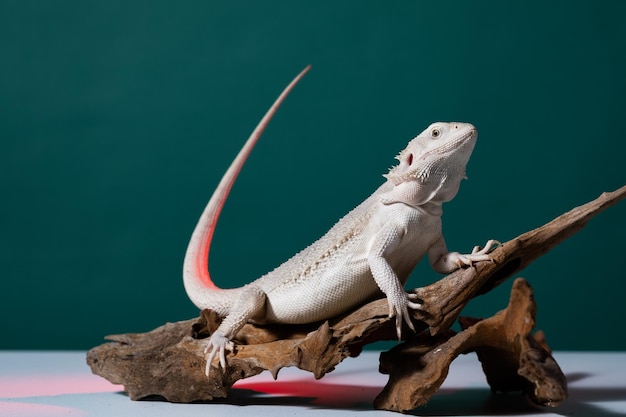 Bearded dragon on ground with color background