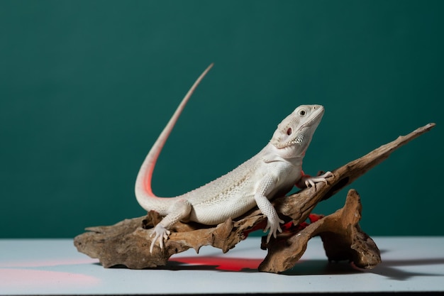 Bearded dragon on ground with color background