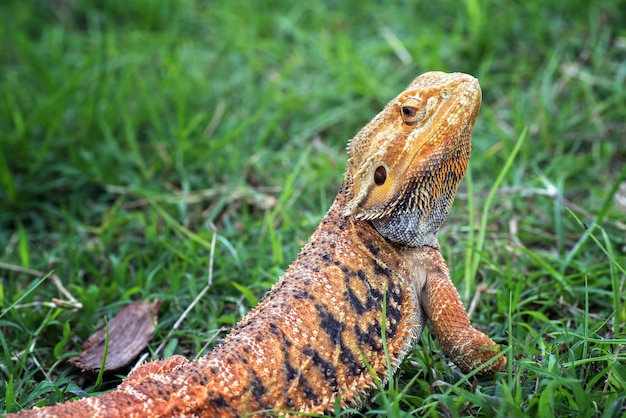 Bearded dragon lizard inside a bush