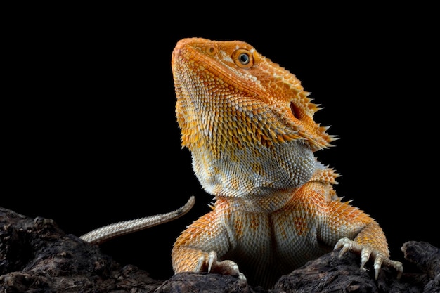 A bearded dragon looks up into the camera.