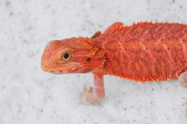 Foto il drago barbuto pogona vitticeps è una lucertola australiana con un primo piano