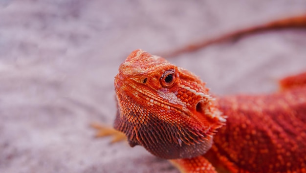 Bearded dragon (pogona vitticeps) is australian lizard with
close up