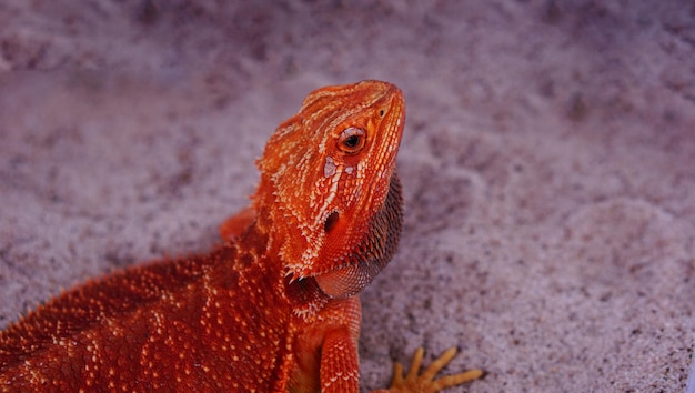 Photo bearded dragon (pogona vitticeps) is australian lizard  with close up