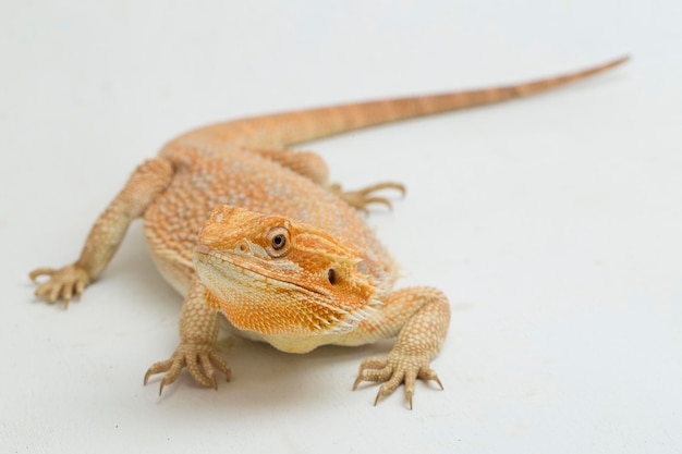 Бородатый дракон Pogona vitticeps, изолированные на белом фоне