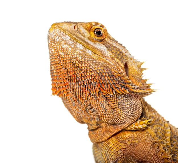 수염 드래곤 Pogona vitticeps는 색에서 분리되었습니다.