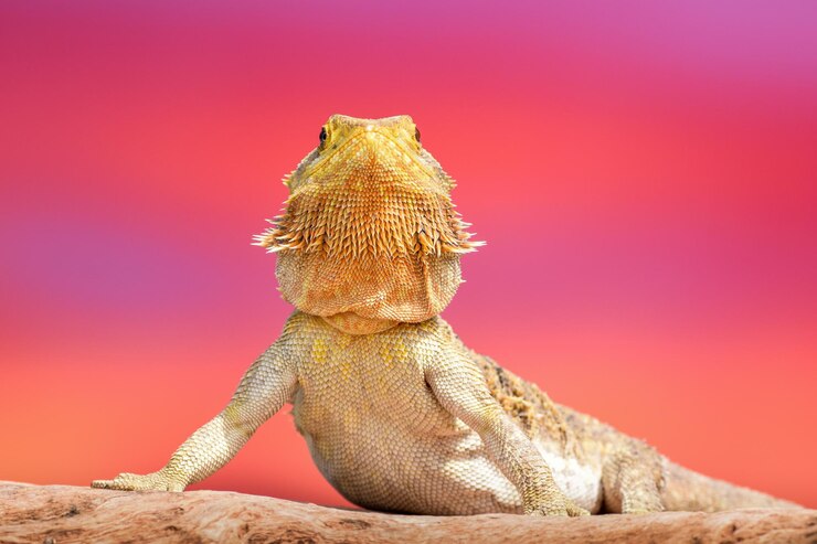 Photo 自然の中でポーズをとっている ⁇ のドラゴン