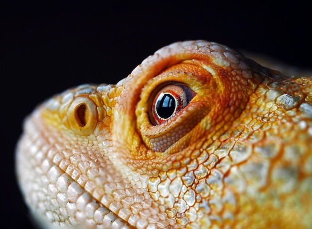 Bearded dragon's head close up macro photography