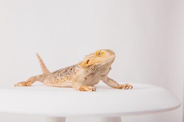 A bearded dragon sits on a white chair.