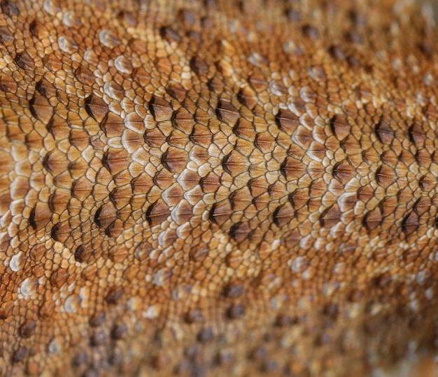 Bearded Dragon skin background