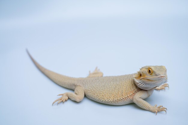 Bearded dragon on white background