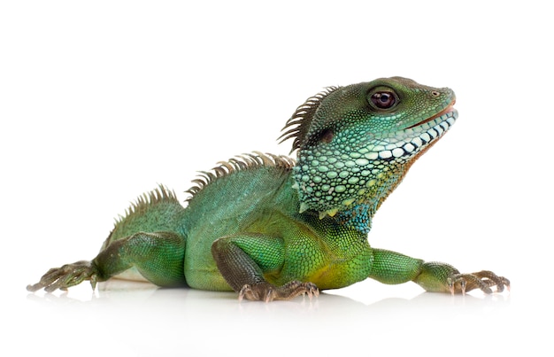 Bearded Dragon on white