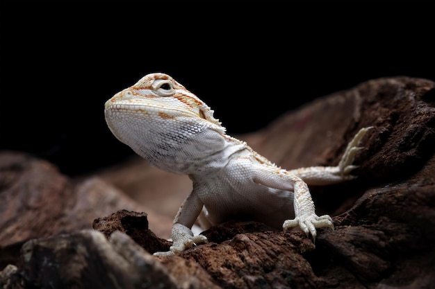 A bearded dragon with a black background