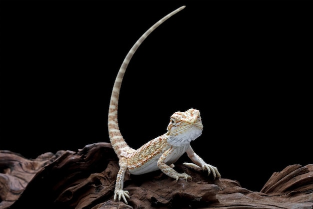 A bearded dragon with a long tail sits on a rock.