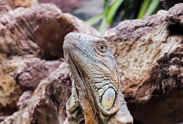 Photo bearded dragon