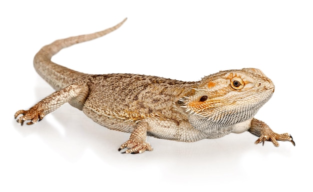 Bearded Dragon