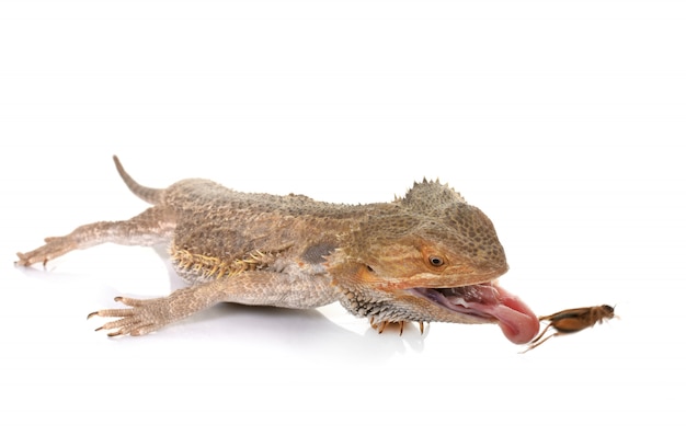 Bearded dragons eating cricket