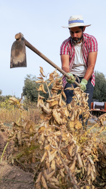 Bearded farmer man with hoe collecting fresh organic potatoes harvests in field