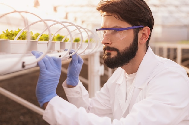 Bearded man in gloves and goggles inspecting sprouts on hydroponic table while working in modern greenhouse