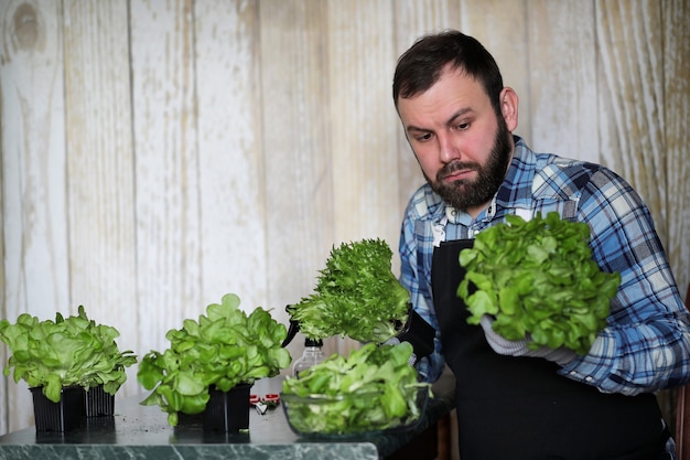 ひげを生やした男がレタスの世話をします自宅の鉢植えで栽培されています