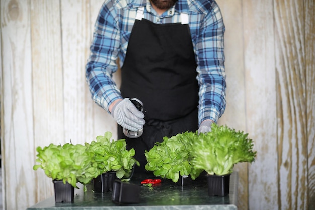 ひげを生やした男がレタスの世話をし、自宅で鉢植えで栽培されている