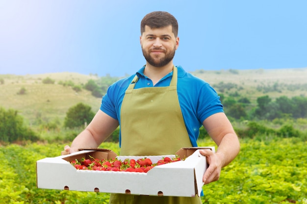 Uomo di mezza età barbuto in piedi in un campo di fragole con una scatola di fragole fresche