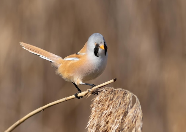 Bearded reedling adult male sitting on top of a reed stalk background blurred