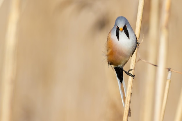 Bearded reedling Panurus biarmicus A bird sits on a reed stalk by the river