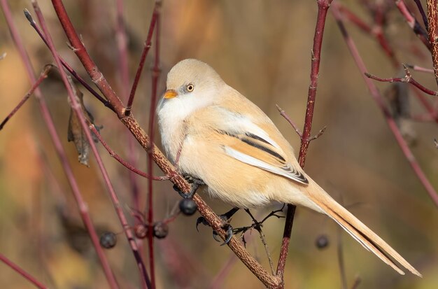 あごひげを生やしたリードリング Panurus biarmicus 雌は茂みの枝に座っています