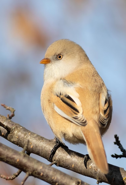 ひげを生やしたリードリング Panurus biarmicus 雌は枝に座っています クローズ アップの鳥