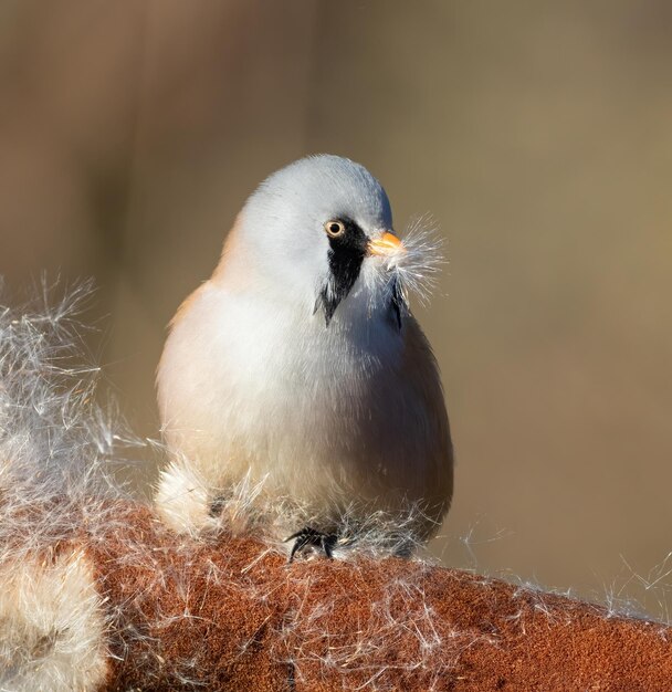 Bearded reedling Panurus biarmicus The male bird fluffs up the cattail