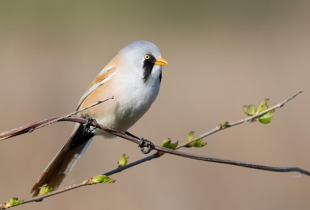 Бородатый тростник Panurus biarmicus Самец сидит на ветке на красивом фоне