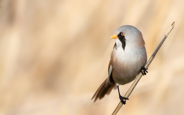 Bearded reedling Panurus biarmicus The male sits on a reed stalk on the riverbank