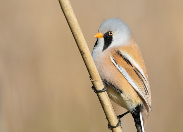 Bearded reedling Panurus biarmicus The male sits on a reed stalk on the riverbank