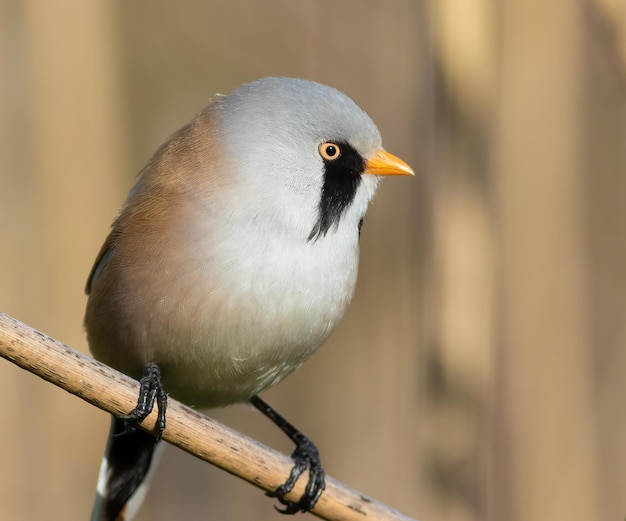 Bearded reedling Panurus biarmicus The male sits on a reed stalk on the riverbank