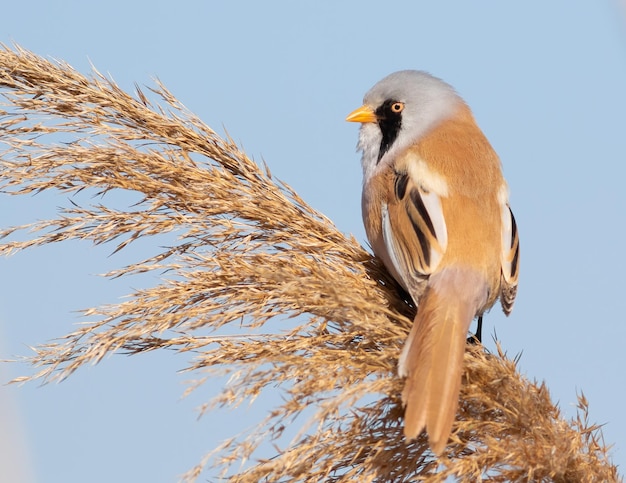 Bearded reedling Panurus biarmicus The male sits on top of a reed on the riverbank