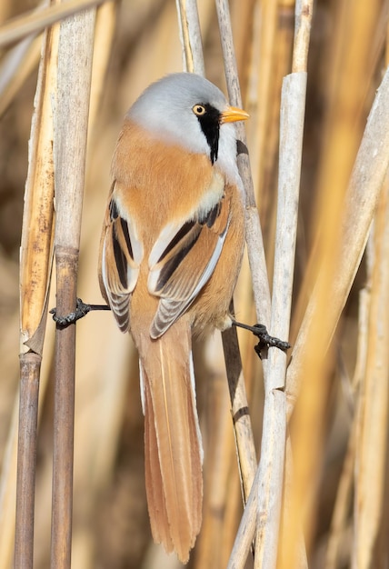 Bearded reedling Panurus biarmicus A moustached male sitting on a reed stalk