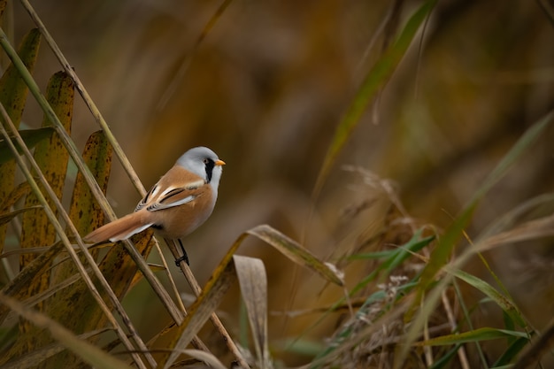 葦の上に座っているヒゲガラ（Panurus biarmicus）。