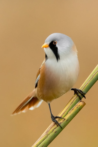 Bearded reedling (Panurus biarmicus) sitting on a reed.