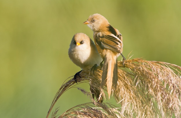 Bearded reedling Panurus biarmicus Two young males sit on the top of the reed