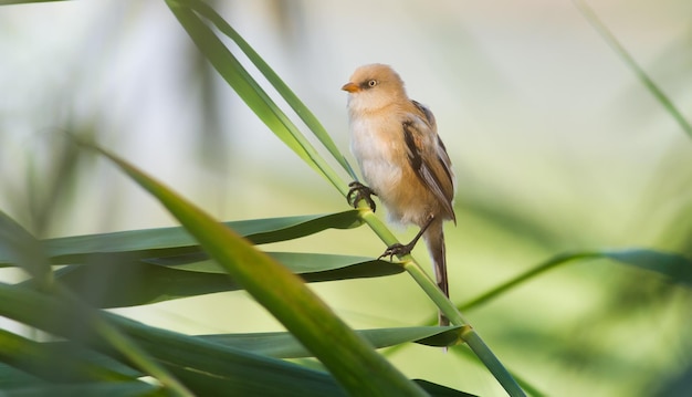 수염 난 갈대 Panurus biarmicus 젊은 여성이 강 옆 갈대 줄기에 앉아