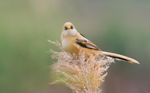 Bearded reedling Panurus biarmicus A young male sits on top of a reed