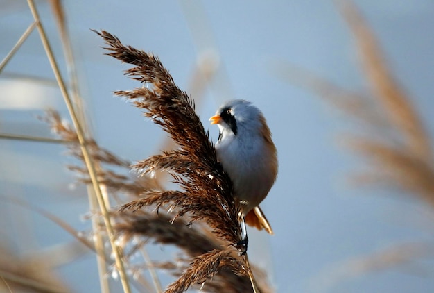 Bearded reedlings feeding amongst the reeds