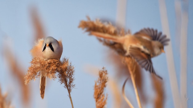 Бородатая синица, кобель - Ридлинг (Panurus biarmicus).