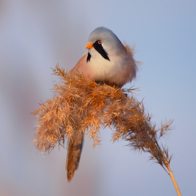 Bearded Tit male Reedling Panurus biarmicus