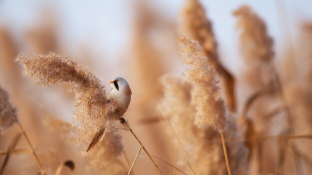 bearded tit, male - reedling